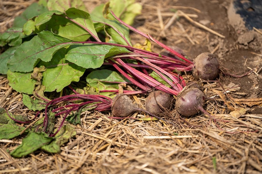Miejska Farma Wrocławia